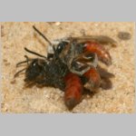 Sphecodes albilabris - Blutbiene 02c 12-13mm Paarung.jpg